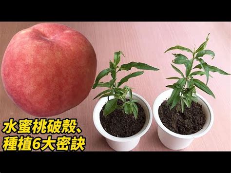 水蜜桃籽可以種嗎|水蜜桃的種植與管理